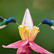 Here’s How North American Hummingbirds Lose Habitat With Each Passing Summer