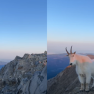 Hiker Shares Beautiful Moment With Mountain Goats On Top Of Mountain Peak