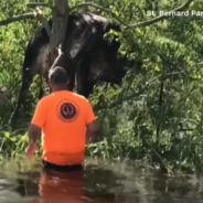 Hurricane Ida Strands Cow In Tree As It Hits Louisiana