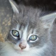 Kitten Rescued From Barn Showers His New Family with Love