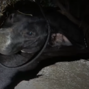 Mama Dog Overjoyed When A Stranger Returns Her Stolen Puppy