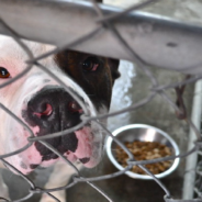 Man Goes The Extra Mile To Help Two Pit Bulls At A Shelter