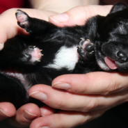 Man On Road Trip Adopts Two Puppies He Found On The Side Of The Road