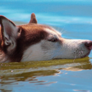 Man Saves Husky Drowning In Neighbor’s Pool