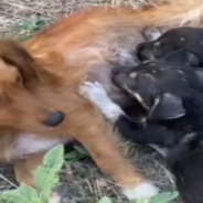 Mother Dog Finds Hope After Her Puppies Are Brutally Killed