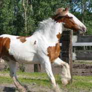 Neglected Horse Rescued From The Brink Of Death