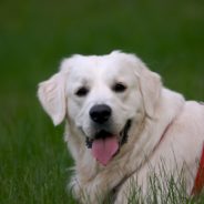 Neighbors Get A Special Visit Every Day From A 14-Year-Old Golden Retriever