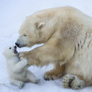 New Research Shows Polar Bears Could Go Extinct By 2100