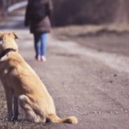 Officers Save Abandoned Dog Chained Up And Left To Die On Lonely Beach