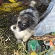 Puppy Finds His Forever Home After Being Rescued From The Trash