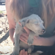 Puppy On The Brink Of Death Gets A Second Chance At Life