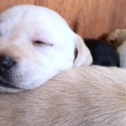 Puppy Rushes Over To Join Siblings In An Adorable ‘Cuddle Puddle’