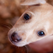 Puppy With Broken Pelvis Rescued From Irrigation Canal