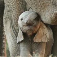 Rescuers Hope DNA Can Help Orphaned Elephant Find Her Real Family