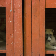 Rescuers Save 66 Dogs From Meat Farm And Find Them Forever Homes