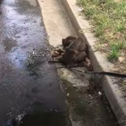 Rescuers Save A Pit Bull Puppy Starving And Dying In The Gutter