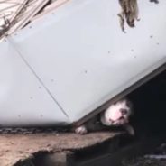 Rescuers Save Trapped Dog Cruelly Chained Up Outside During Hurricane Ida