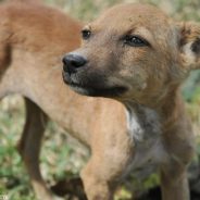 Romanian Soccer Players Carry Stray Dogs On Field To Help Them Find Forever Homes