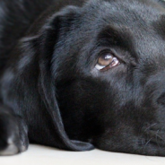 Roomba Claims That It’s New Vacuum Won’t Drag Dog Poop Around In Circles