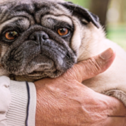 Senior Man And Dog Enjoy Their Golden Years Together