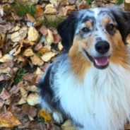 September 22 Is The First Day Of Fall–And The Start Of Your Dog’s Favorite Season