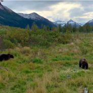 Sibling Brown Bears In Alaska Spotted “Synchronized Napping” In Viral Video