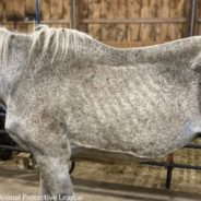 Six Emaciated Horses, One Barely Able To Stand, Rescued From Ohio Farm