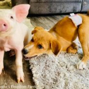 Special Needs Puppy And Rescue Piglet Are BFFs