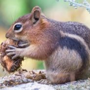 Squirrels Have Unique Personalities, New Study Says