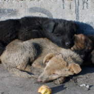 Stray Puppy Leads Rescuers To His Sibling In Abandoned Building