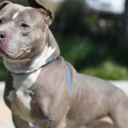 Sweet Pit Bull Whines For Her Owner To Give Her Kisses