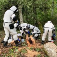 Third ‘Murder Hornet’ Nest Found & Destroyed By Washington Officials