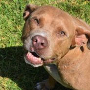 Truck Driver Shares Food with Stray Dog for Months, Finally Coaxes Her Home