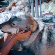 Veterans Suffering From PTSD Use Wolfdogs As New Form Of Therapy