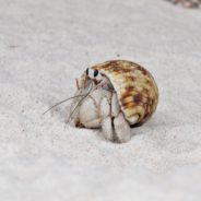 Video Of Hermit Crab “House Swap” Off Texas Coast Is Going Viral