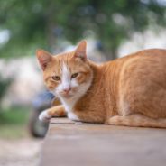 When Potential Adopter Moves Away From His Cage, Shelter Cat Goes Crazy to Get Her Back