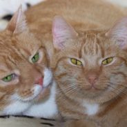 When Woman Falls in the Shower, Her Cats Immediately Check on Her