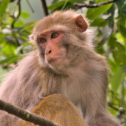 Wild Monkey Kidnaps Tiny Puppy And Holds It Hostage For Three Days