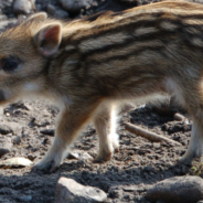 Woman Finds Abandoned Baby Boar In A Box And Gives It A Second Chance At Life