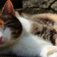 Woman Starts Sanctuary For Special Needs Cats To Give Them A Second Chance At Life