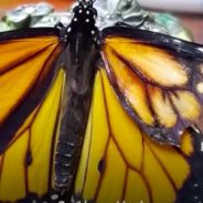 Woman Uses Feather From Craft Store To Repair Monarch Butterfly’s Wing