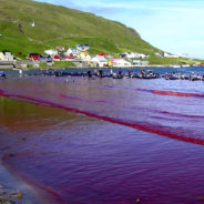 Yearly Whale Slaughter In Faroe Islands Leads To A Record Kill Of 1,400 Mammals