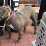 21 Malnourished Dogs And Puppies Rescued From “Terrible Conditions” In NYC Apartment