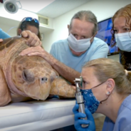 250-Pound Turtle Hit By Boat Gets Private Plane Ride To Sanctuary