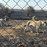 30 Lions Euthanized After Owner Refused To Help When Fire Ravaged Enclosure