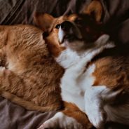 40 Halloween-Inspired Cat & Dog Names