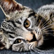 5 Ways To Save Lives On National Cat Day