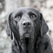 8 Reasons Why You Should Adopt A Black Dog