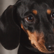 Adorable Dachshund Balances 17 Tea Bags On His Head