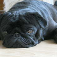 Adorable Halloween “Spider Pug” Takes A Walk Outside